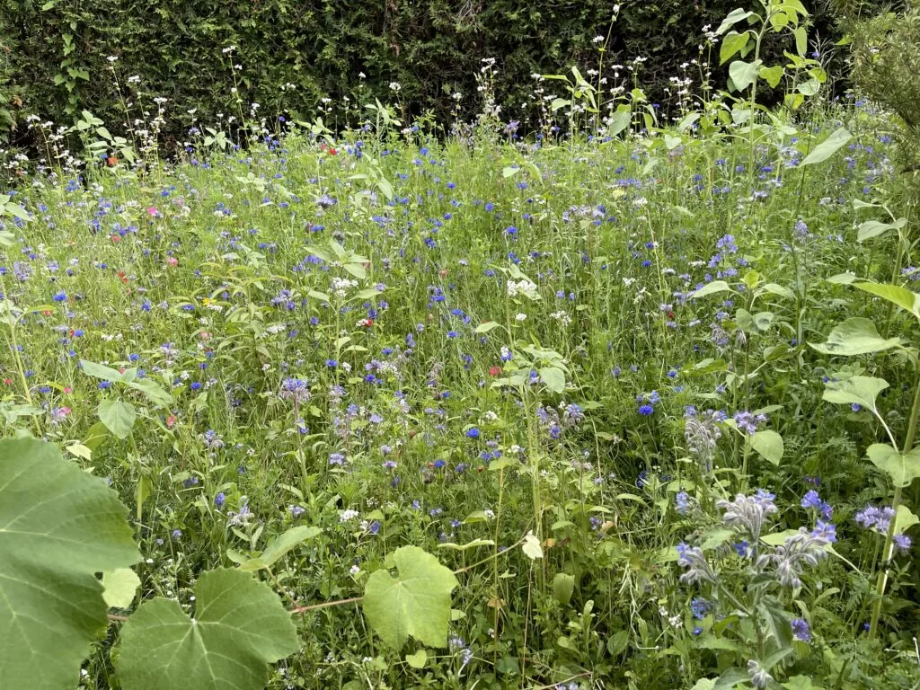 Blühende Schmetterlingswiese vor der Terrasse der Ferienwohnung